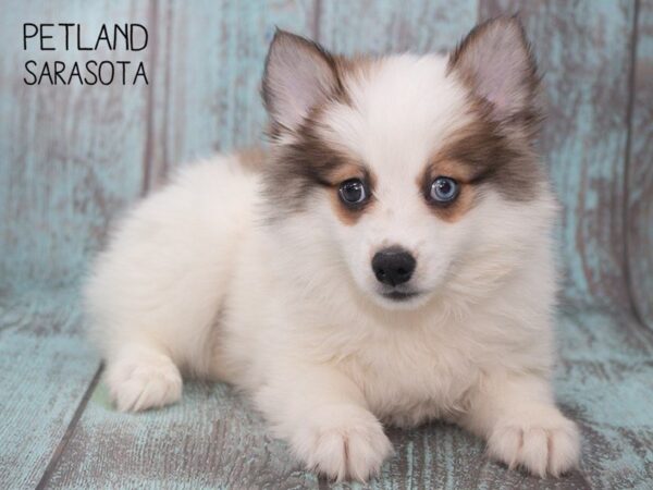 Pomskimo-DOG-Female-BROWN WHITE-24747-Dream Tails Sarasota, Florida