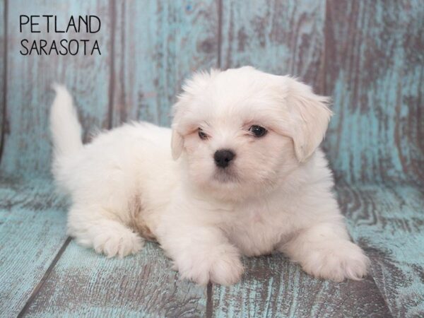 Teddy Bear-DOG-Male-CREAM WHITE-24746-Dream Tails Sarasota, Florida