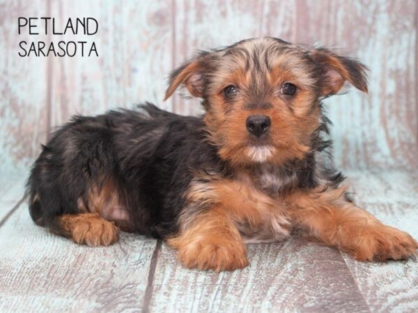 Yorkshire Terrier-DOG-Male-BLK TAN-24745-Dream Tails Sarasota, Florida
