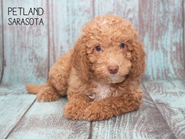 F2 MINI GOLDENDOODLE-DOG-Male-red-24744-Dream Tails Sarasota, Florida