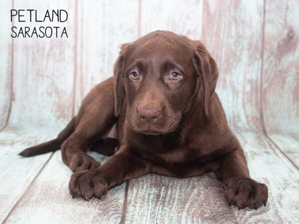 Labrador Retriever-DOG-Female-Chocolate-24743-Dream Tails Sarasota, Florida