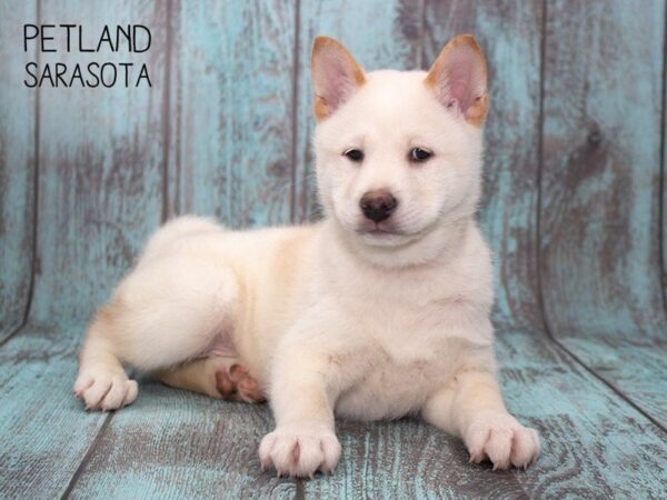 Shiba Inu-DOG-Male-Cream-24742-Dream Tails Sarasota, Florida