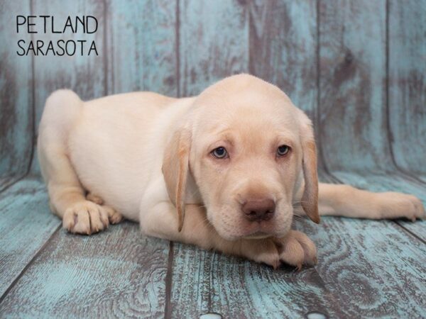 Labrador Retriever-DOG-Male-yellow-24741-Dream Tails Sarasota, Florida