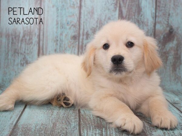 Golden Retriever-DOG-Male-Golden-24740-Dream Tails Sarasota, Florida