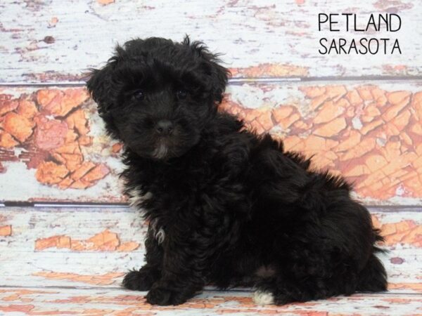 Yorkie Chon-DOG-Male-BLACK WHITE-24786-Dream Tails Sarasota, Florida