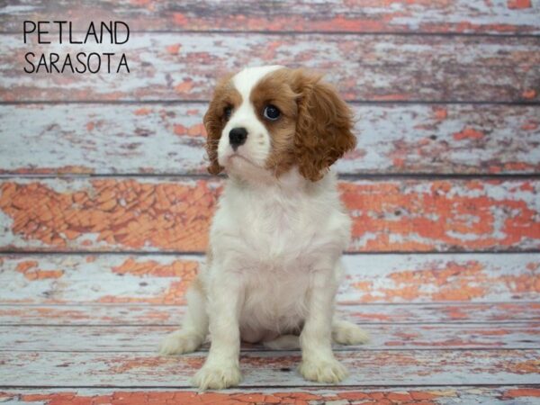 Cavalier King Charles Spaniel-DOG-Female-BLENHEIM-24785-Dream Tails Sarasota, Florida