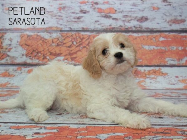 Cava Chon-DOG-Female-blenheim-24783-Dream Tails Sarasota, Florida