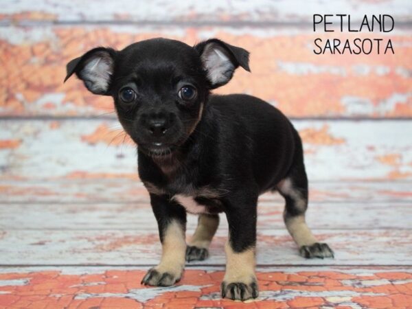 Chihuahua-DOG-Male-black tan-24782-Dream Tails Sarasota, Florida