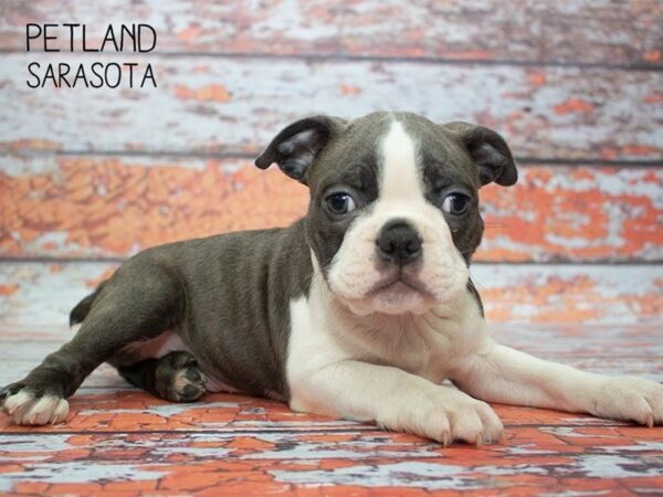 Boston Terrier-DOG-Male-BLUE WHT-24781-Dream Tails Sarasota, Florida