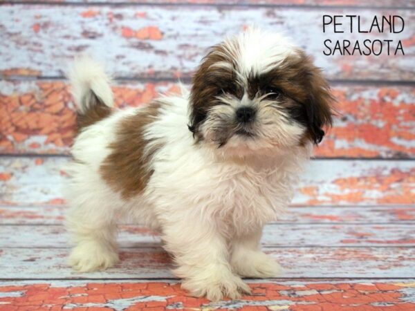Shih Tzu-DOG-Female-Brown White-24780-Dream Tails Sarasota, Florida