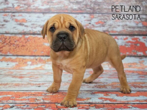 Ori Pei-DOG-Female-Fawn-24779-Dream Tails Sarasota, Florida