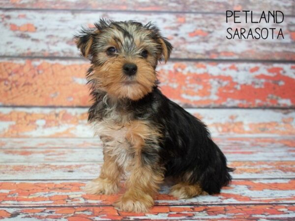 Yorkshire Terrier-DOG-Male-BLACK TAN-24778-Dream Tails Sarasota, Florida