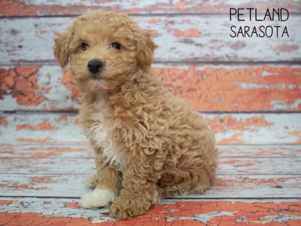 Bichon Poo-DOG-Male-RED-24777-Dream Tails Sarasota, Florida