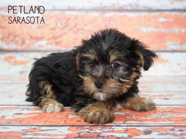 Morkie-DOG-Male-Black Tan-24776-Dream Tails Sarasota, Florida