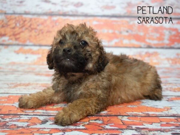 Poodle-DOG-Male-Brown-24775-Dream Tails Sarasota, Florida