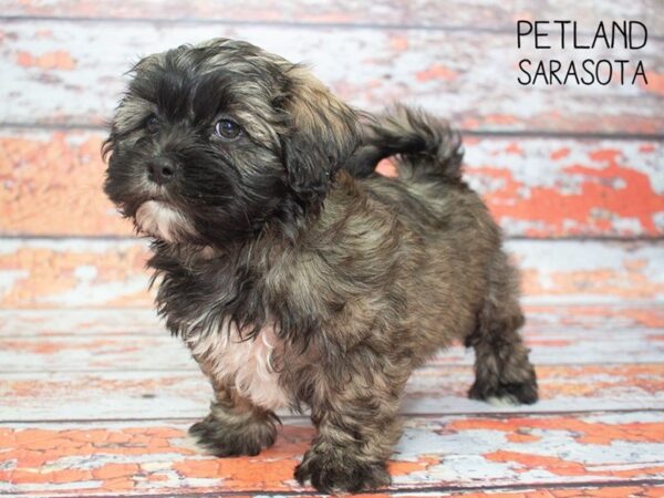 Teddy Bear-DOG-Male-Beige-24774-Dream Tails Sarasota, Florida