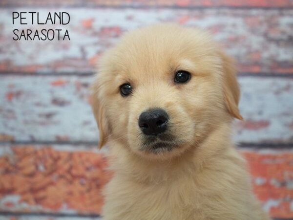 Golden Retriever-DOG-Female-light golden-24773-Dream Tails Sarasota, Florida