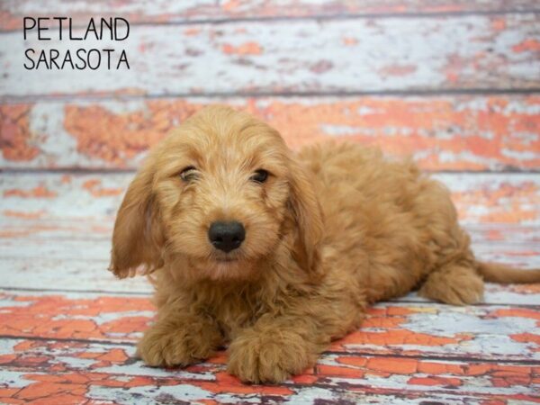 Mini Goldendoodle 2nd Gen-DOG-Female-RED-24772-Dream Tails Sarasota, Florida