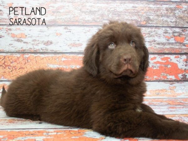 Newfoundland-DOG-Female-choc-24770-Dream Tails Sarasota, Florida