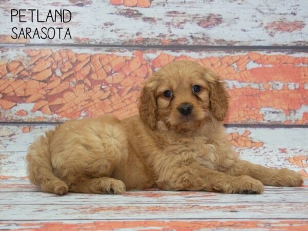 F2 MINI GOLDENDOODLE-DOG-Male-red-24768-Dream Tails Sarasota, Florida