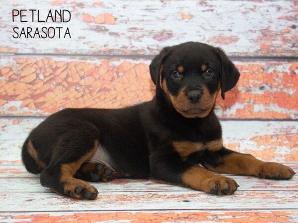 Rottweiler-DOG-Male-Black Tan-24767-Dream Tails Sarasota, Florida