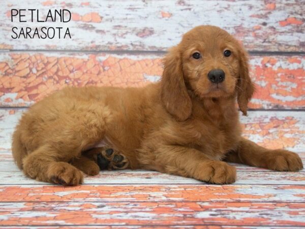 Goldendoodle-DOG-Male-Dark red-24766-Dream Tails Sarasota, Florida