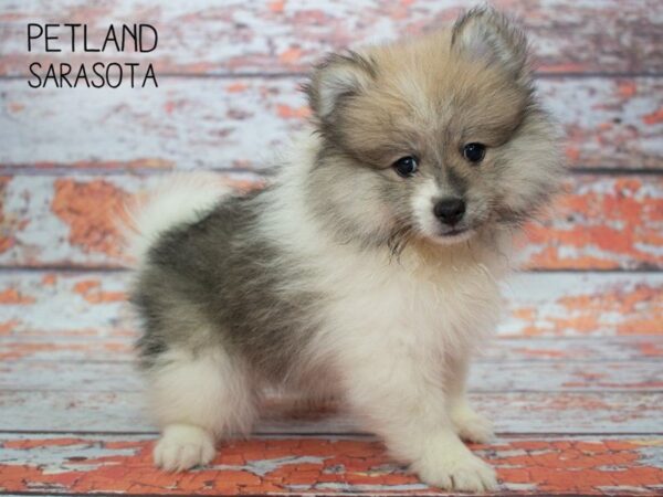 Pomeranian-DOG-Female-Sable White-24784-Dream Tails Sarasota, Florida