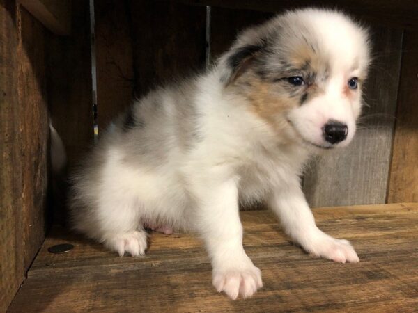 Mini Aussie Eskimo-DOG-Male-BLUE MERLE PARTI-24790-Dream Tails Sarasota, Florida