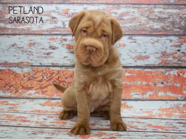 Mini Hippo-DOG-Female-Fawn-24806-Dream Tails Sarasota, Florida