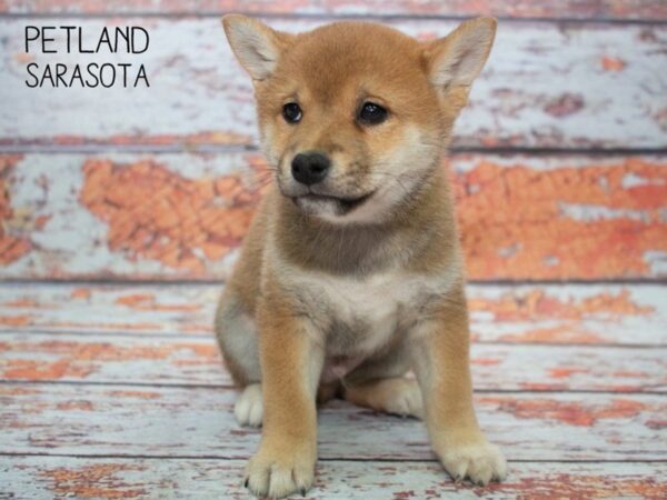 Shiba Inu-DOG-Male-Red-24805-Dream Tails Sarasota, Florida