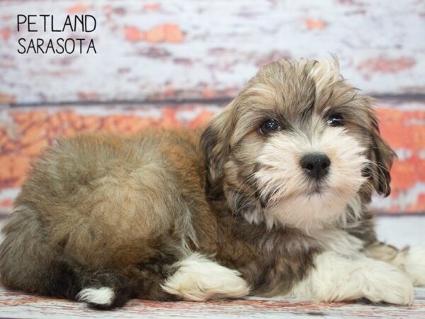 Havanese-DOG-Male-Brown White-24804-Dream Tails Sarasota, Florida
