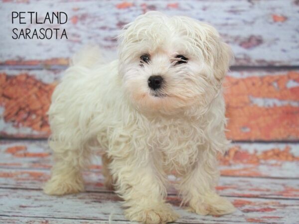 Maltese-DOG-Female-WHITE-24803-Dream Tails Sarasota, Florida