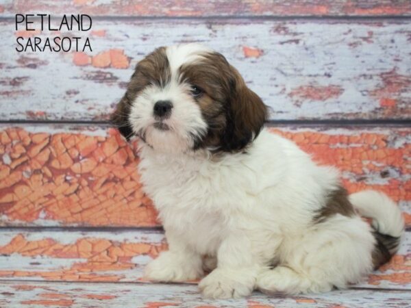 Lhasa Apso-DOG-Male-Brown White-24802-Dream Tails Sarasota, Florida