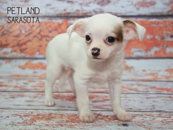 Chihuahua-DOG-Male-Brown White-24801-Dream Tails Sarasota, Florida
