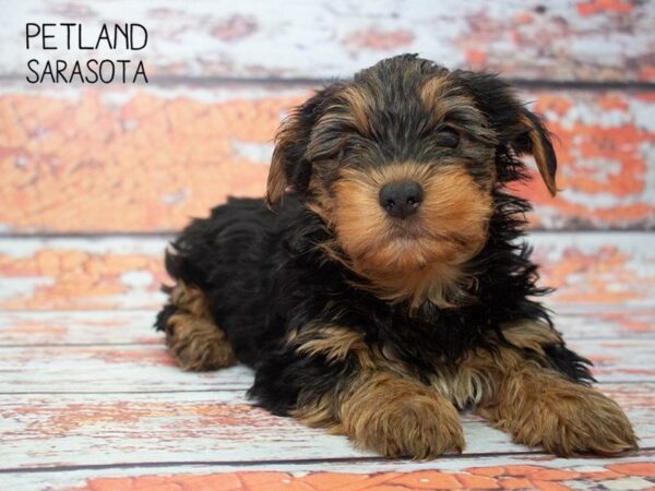 Havashire-DOG-Male-black tan-24800-Dream Tails Sarasota, Florida