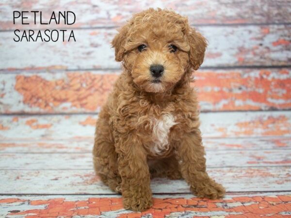 Poodle-DOG-Male-RED-24799-Dream Tails Sarasota, Florida