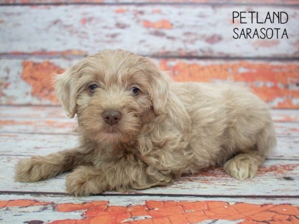 Yorkie Poo-DOG-Female-CHOCOLATE MERLE-24798-Dream Tails Sarasota, Florida