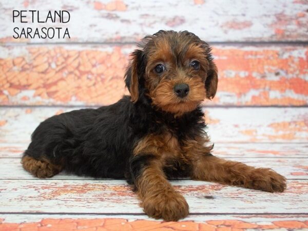 Yorkie Poo-DOG-Female-black tan-24797-Dream Tails Sarasota, Florida