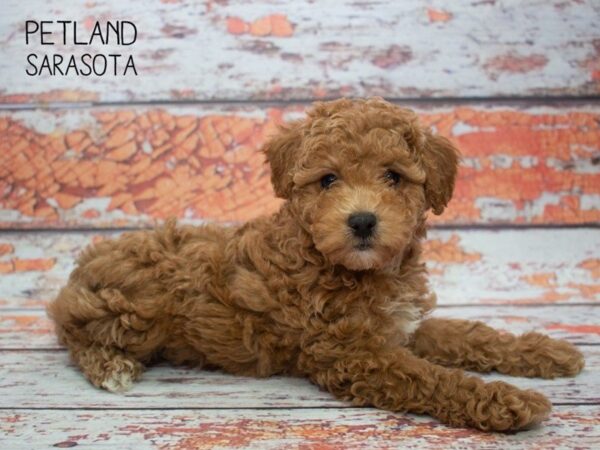 Bichon Poo-DOG-Female-Red White-24796-Dream Tails Sarasota, Florida