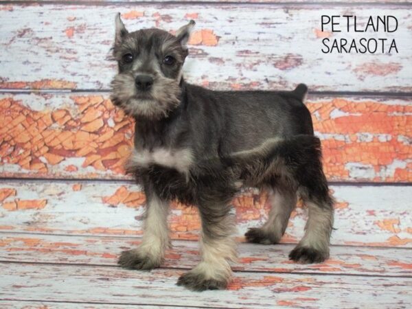 Miniature Schnauzer-DOG-Female-SALT PEPPER-24795-Dream Tails Sarasota, Florida