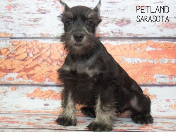 Miniature Schnauzer-DOG-Male-Black Silver-24794-Dream Tails Sarasota, Florida