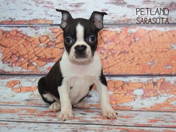 Boston Terrier-DOG-Female-black wh-24793-Dream Tails Sarasota, Florida