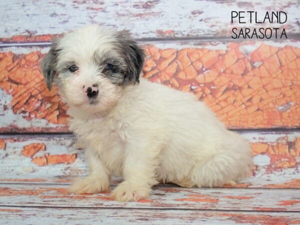 Shih Poo-DOG-Male-Blue Merle Parti-24792-Dream Tails Sarasota, Florida