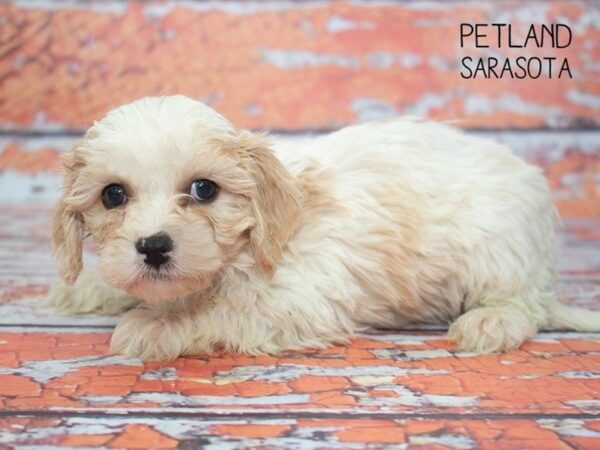 Cava Chon-DOG-Male-BLENHEIM-24791-Dream Tails Sarasota, Florida