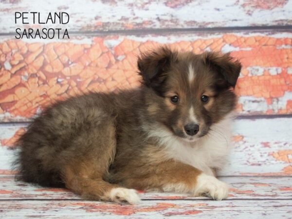 Shetland Sheepdog-DOG-Male-sable wh-24789-Dream Tails Sarasota, Florida