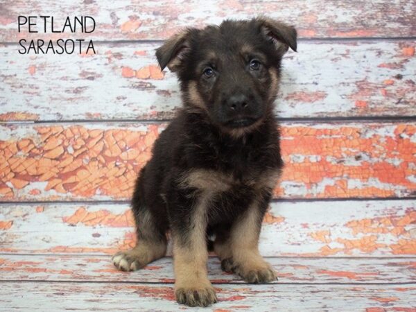 German Shepherd-DOG-Male-Black and Tan-24788-Dream Tails Sarasota, Florida