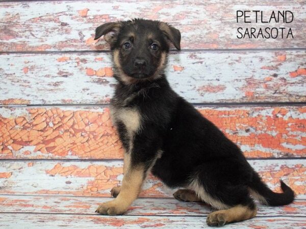 German Shepherd-DOG-Female-Black and Tan-24787-Dream Tails Sarasota, Florida