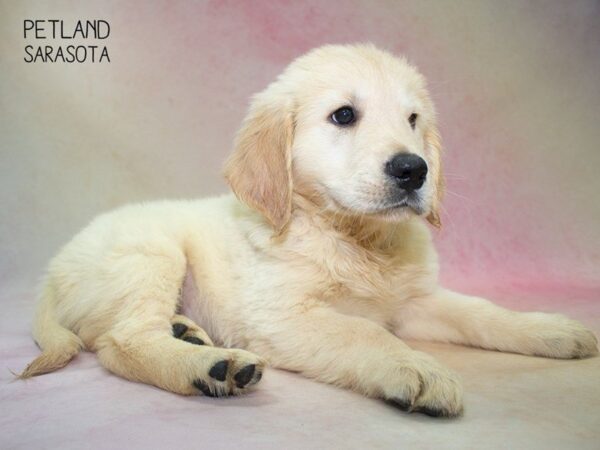 Golden Retriever-DOG-Male-Golden-24820-Dream Tails Sarasota, Florida