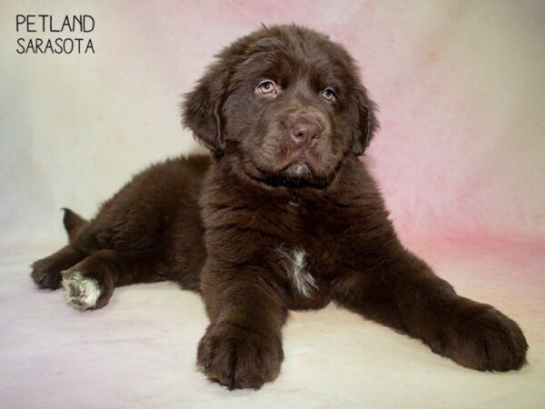 Newfoundland-DOG-Female-Brown-24821-Dream Tails Sarasota, Florida