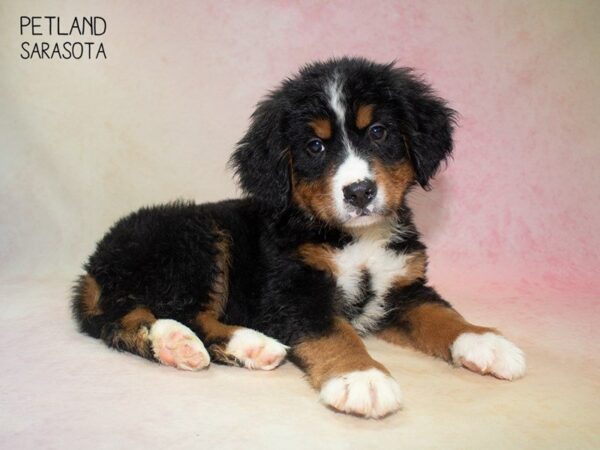Bernese Mountain Dog-DOG-Male-Tri-24822-Dream Tails Sarasota, Florida
